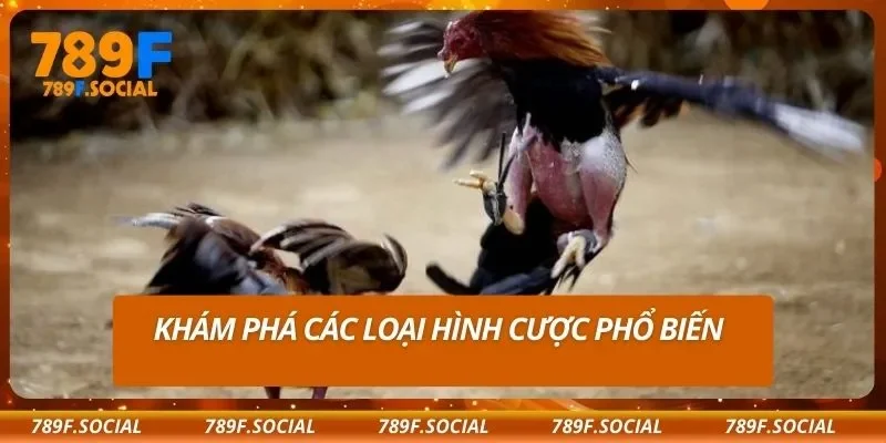 Khám phá các loại hình cược phổ biến