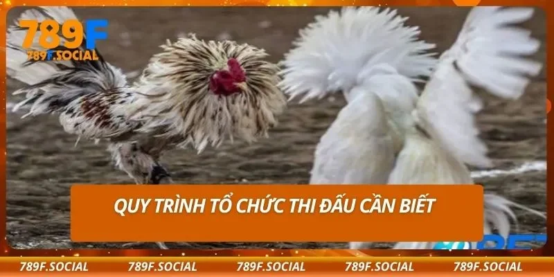 Quy trình tổ chức thi đấu cần biết