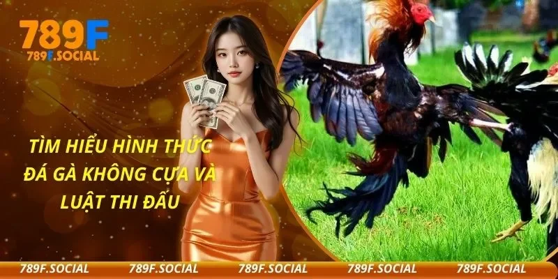 Tìm Hiểu Hình Thức Đá Gà Không Cựa Và Luật Thi Đấu