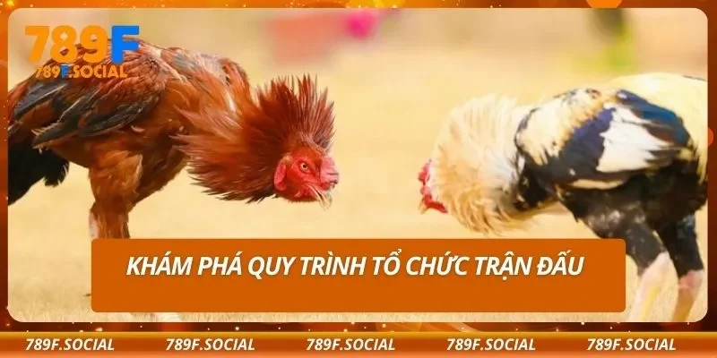Khám phá quy trình tổ chức trận đấu