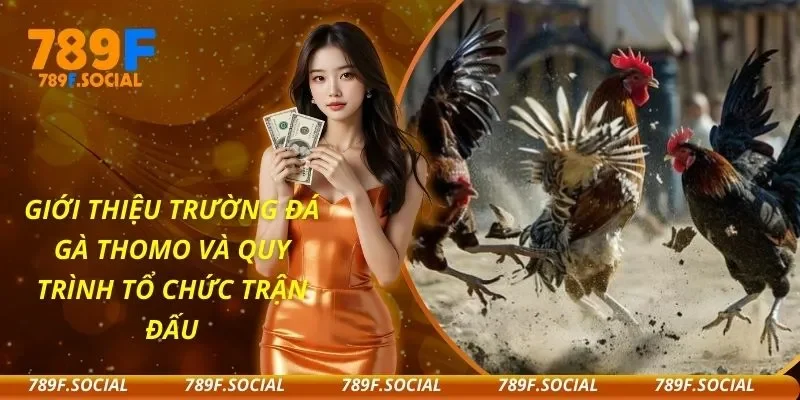 Giới Thiệu Trường Đá Gà Thomo Và Quy Trình Tổ Chức Trận Đấu