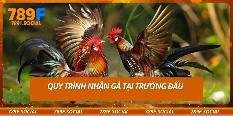 Quy trình nhận gà tại trường đấu