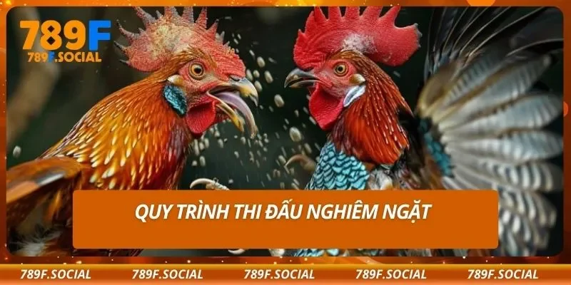Quy trình thi đấu nghiêm ngặt